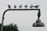 Die Vögel